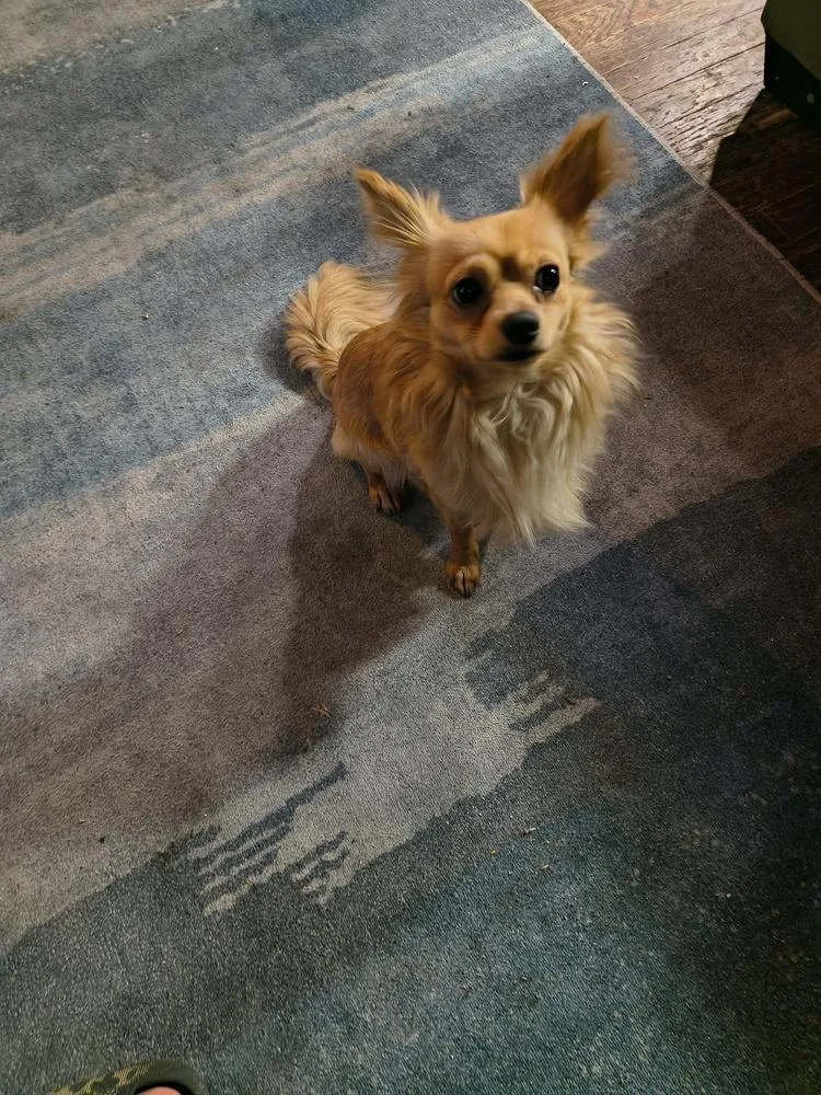 An adult small-sized male Brown / Chocolate Chihuahua dog named King for adoption in Lincoln Park, MI