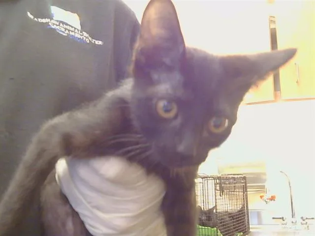 A baby small-sized female Domestic Short Hair cat named Cologne for adoption in Sacramento, CA