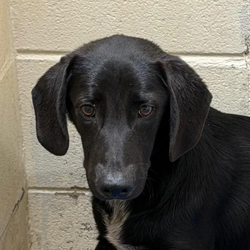 An adult medium-sized male Black Dachshund dog named TUSCStray for adoption in Tuscaloosa, AL