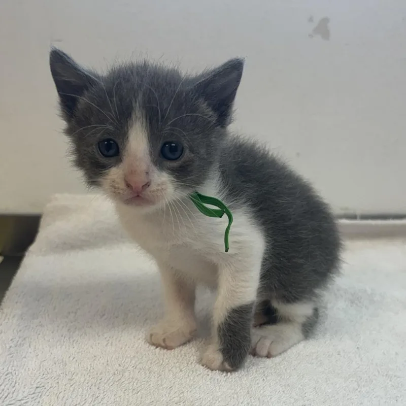 A baby small-sized male Gray / Blue / Silver Domestic Short Hair cat named Radiowave for adoption in Austin, TX