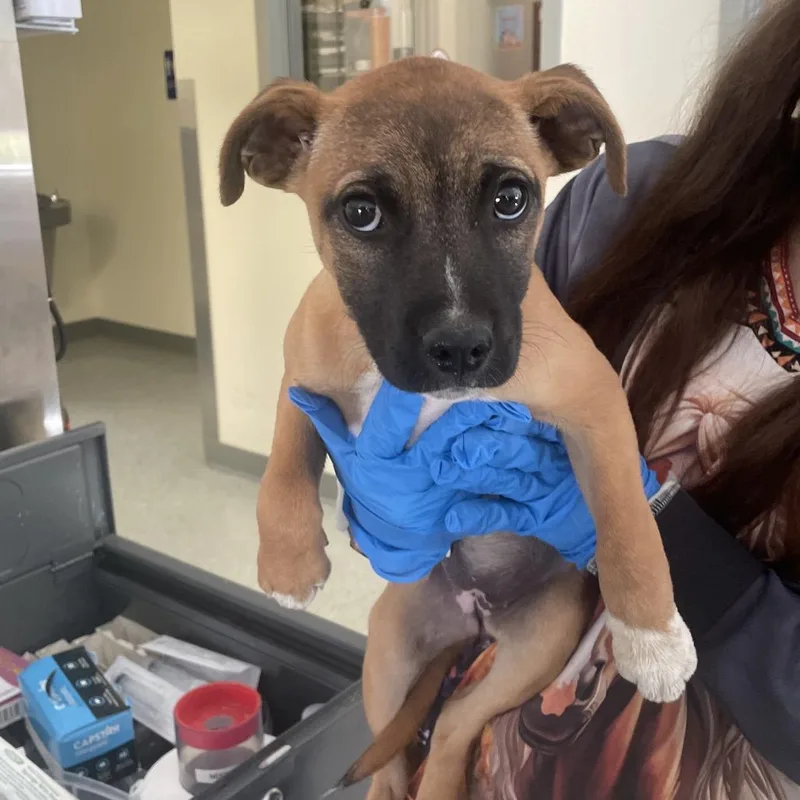 A baby medium-sized female Brown / Chocolate Terrier dog named Mary Sanderson for adoption in Galax, VA