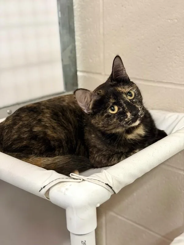 An adult medium-sized female Tortoiseshell Domestic Short Hair cat named Shiloh for adoption in Fruit Heights, UT