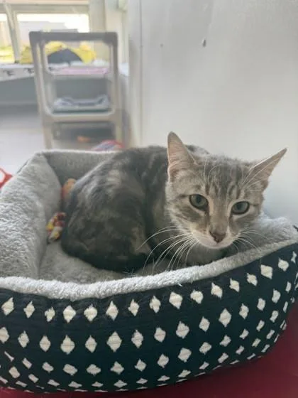 A baby medium-sized male Domestic Short Hair cat named Croissant for adoption in Winona, MN