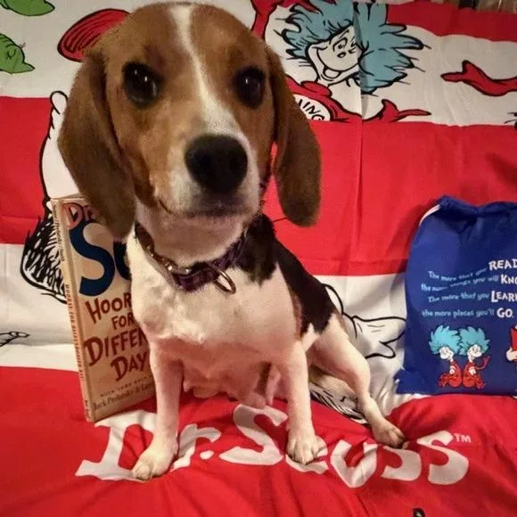 An adult small-sized female Brown / Chocolate Beagle dog named Cindy Lou for adoption in Normal, IL