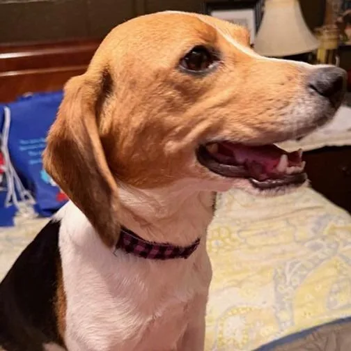 Cindy Lou thumbnail 2