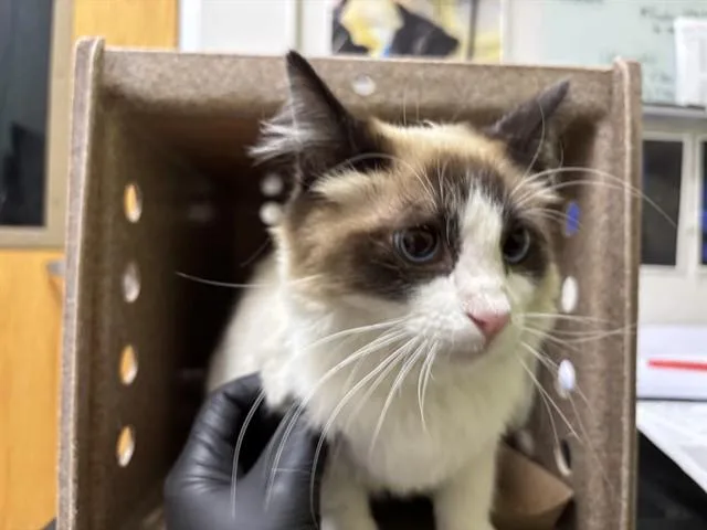 A young small-sized female Domestic Long Hair cat named Olive for adoption in Pueblo, CO