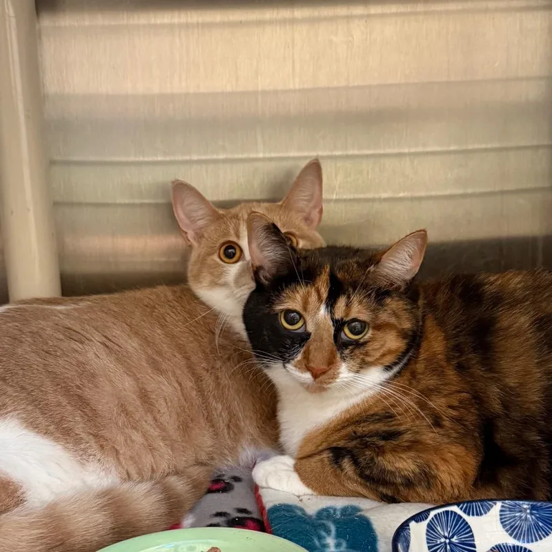 A young large-sized male Buff / Tan / Fawn Domestic Short Hair cat named Pumpkin Pie for adoption in Evanston, IL