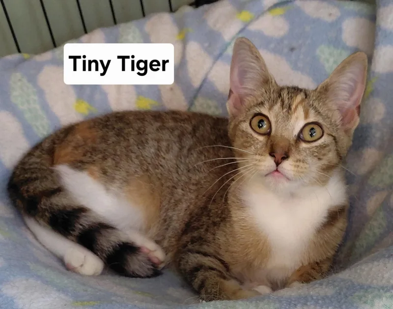 A baby medium-sized female Torbie Domestic Short Hair cat named Tiny Tiger for adoption in Landenberg, PA