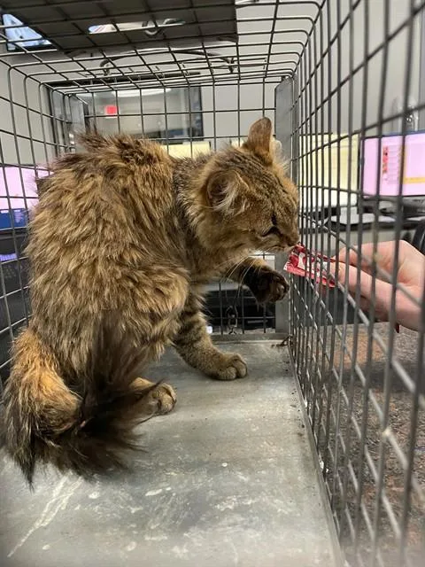 A young small-sized female Domestic Medium Hair cat named A for adoption in Oklahoma City, OK