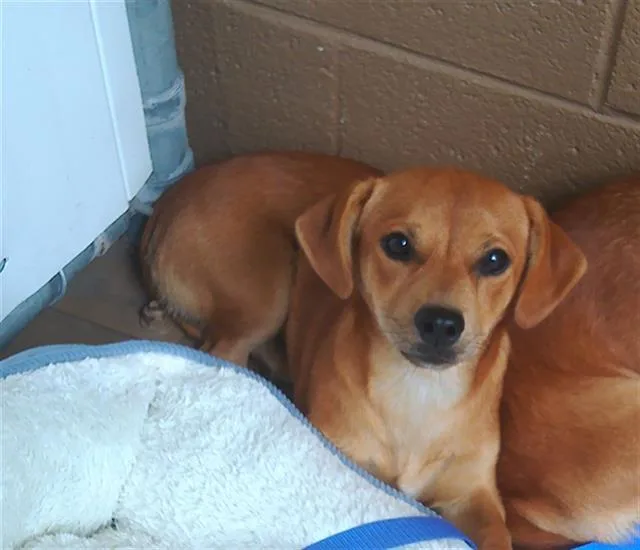 A young small-sized male Chihuahua dog named Dr. Pup for adoption in Chula Vista, CA