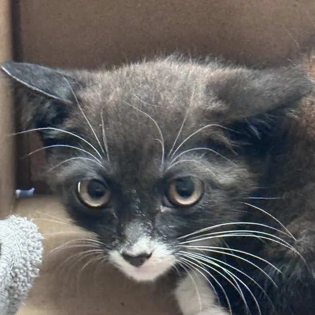 A baby small-sized male Black Domestic Short Hair cat named Patches for adoption in Jacksonville, FL