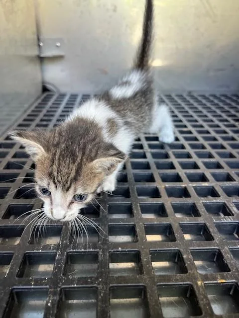 A baby small-sized female Domestic Short Hair cat named Peanut for adoption in Miami, FL
