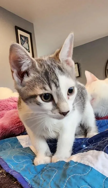 An adult small-sized female Domestic Short Hair cat named Karma for adoption in Berwick, PA
