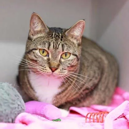 An adult small-sized female Gray / Blue / Silver Domestic Short Hair cat named Cookie for adoption in Atlanta, GA