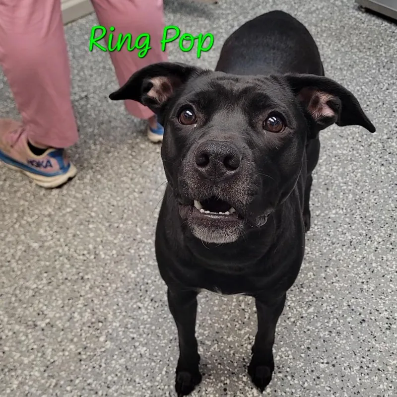 Ring Pop