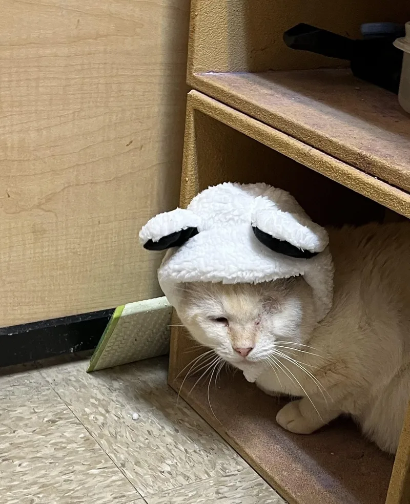 An adult medium-sized male Buff / Tan / Fawn British Shorthair cat named Jimbo for adoption in Charlotte, NC