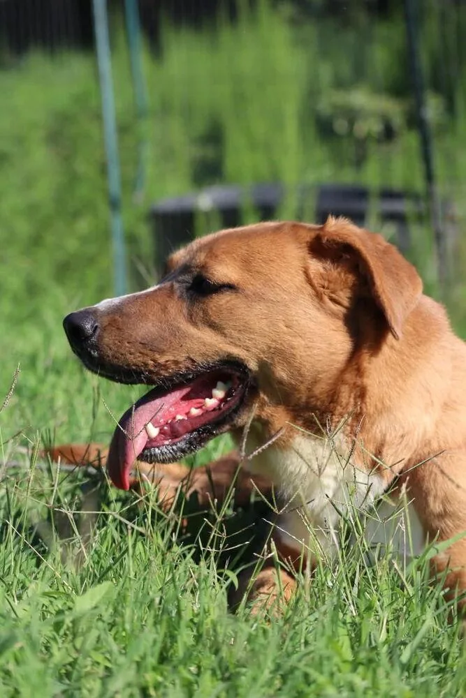A young medium-sized female Brown / Chocolate Labrador Retriever dog named Brownie for adoption in Statesville, NC