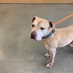 An adult large-sized male Yellow / Tan / Blond / Fawn Pit Bull Terrier dog named YORKStray for adoption in York, PA