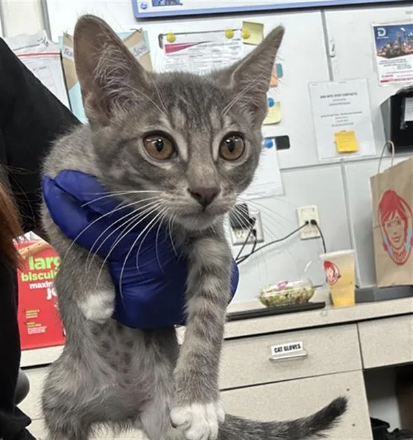 A baby medium-sized male Domestic Short Hair cat named Brandon for adoption in Dallas, TX