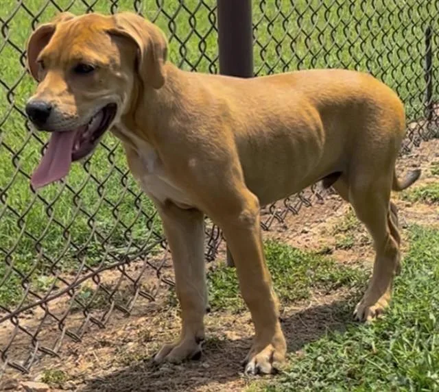 An adult small-sized male Labrador Retriever dog named Scooby for adoption in Appling, GA