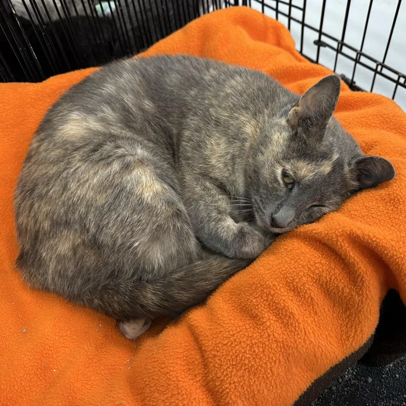 An adult medium-sized female Dilute Tortoiseshell Domestic Short Hair cat named Maize for adoption in Morris, MN