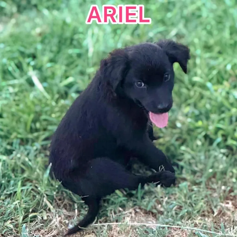 Ariel