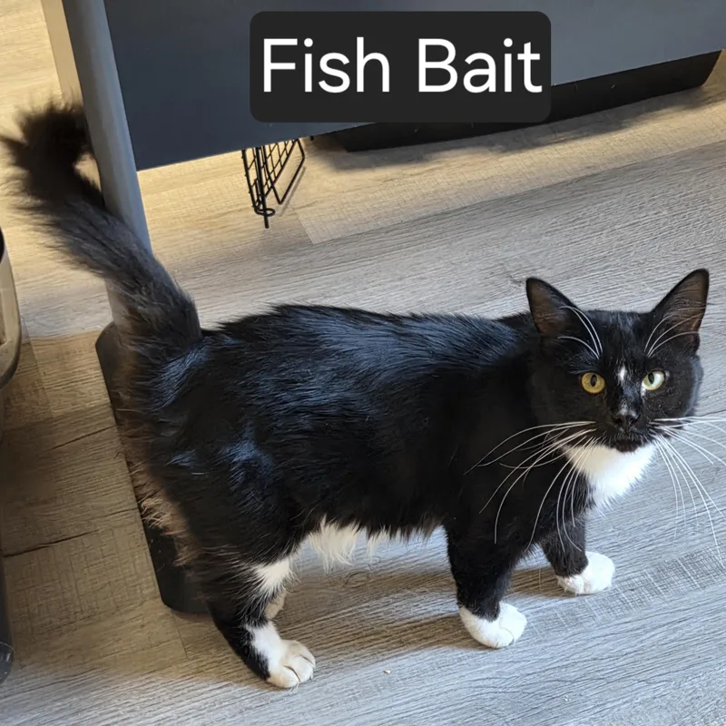 Fish Bait