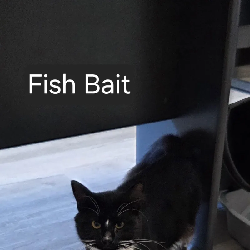 Fish Bait thumbnail 3