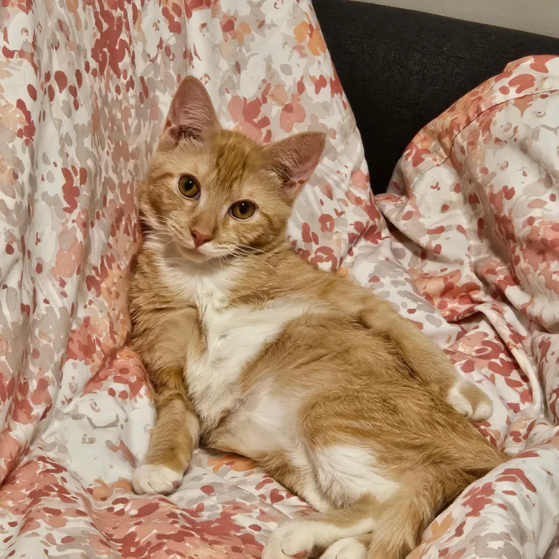 Ginger & Smooch thumbnail 2