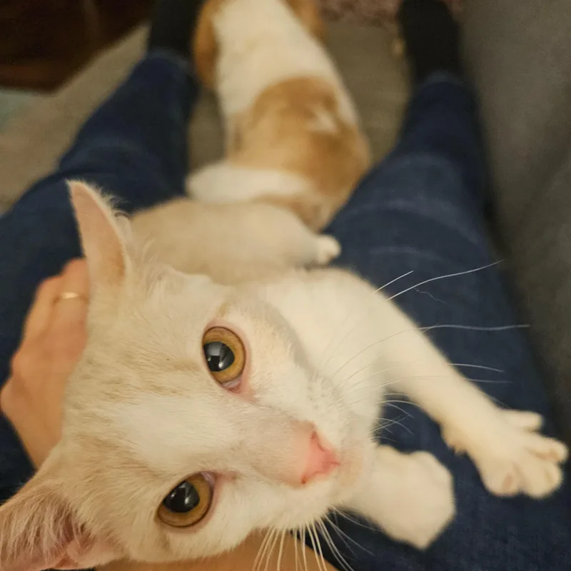 Ginger & Smooch thumbnail 3