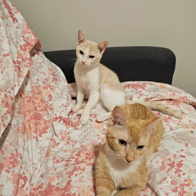 Ginger & Smooch thumbnail 4