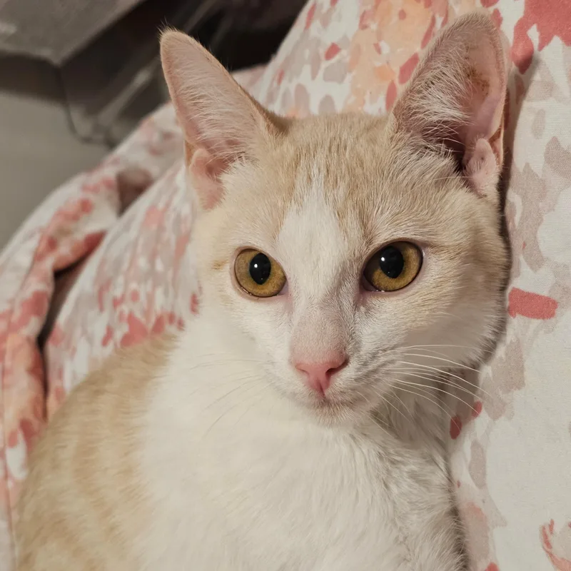 Ginger & Smooch thumbnail 5