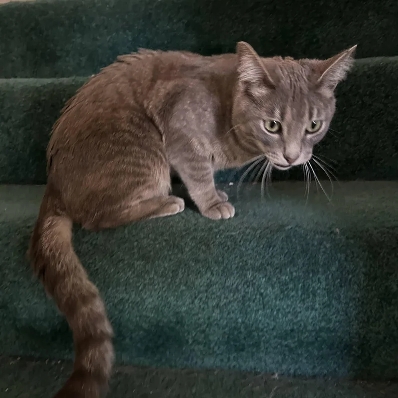A young medium-sized male Gray / Blue / Silver American Shorthair cat named Luna for adoption in Laguna Woods, CA