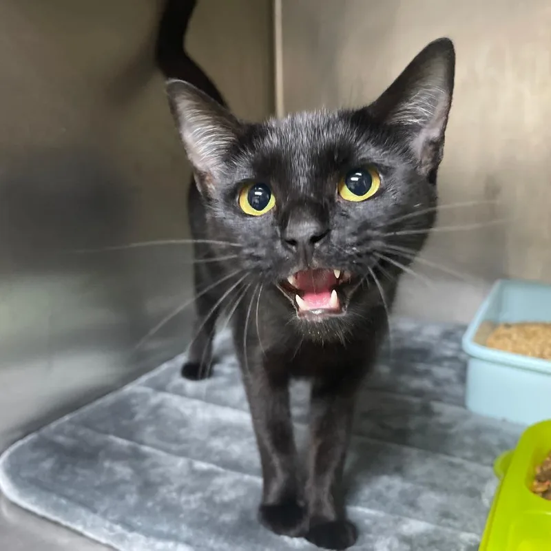 An adult medium-sized male Bombay cat named Binx for adoption in Valley, AL