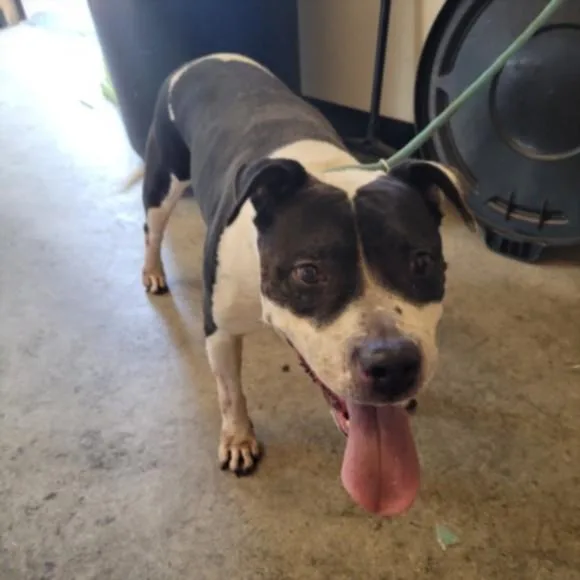 An adult medium-sized female Pit Bull Terrier dog named Maisie for adoption in Los Angeles, CA