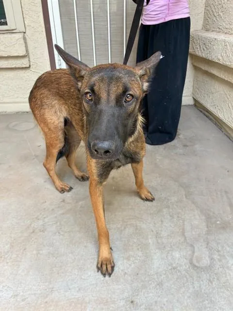 A young large-sized female Belgian Shepherd / Malinois dog named Isadora for adoption in Mesa, AZ