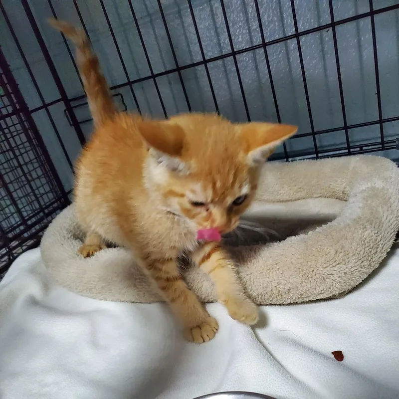 A baby small-sized female Orange / Red Domestic Short Hair cat named Merry for adoption in Jefferson city, TN