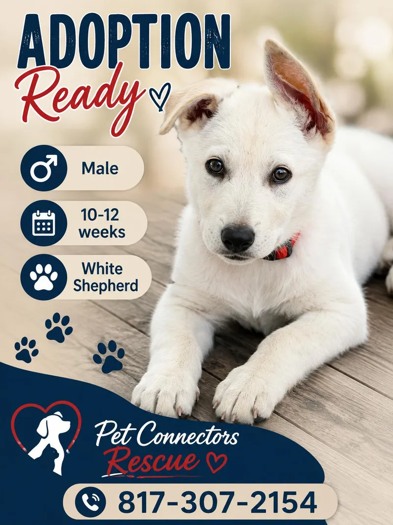 A baby small-sized male Belgian Shepherd / Laekenois dog named Winston for adoption in Haslet, TX