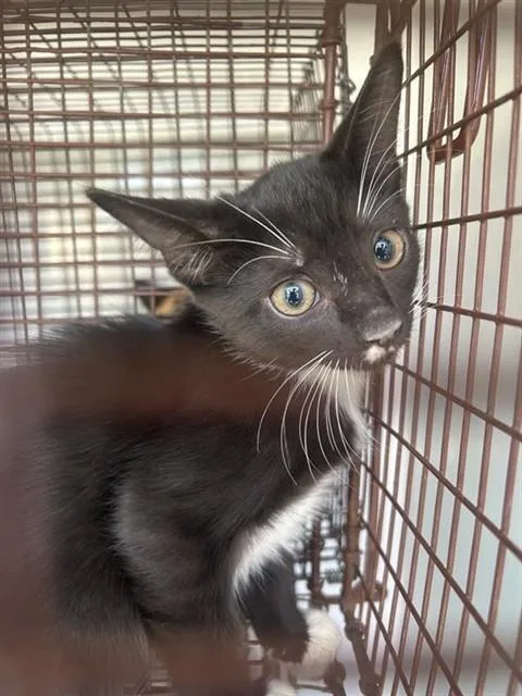 A baby small-sized female Domestic Short Hair cat named A for adoption in Houston, TX