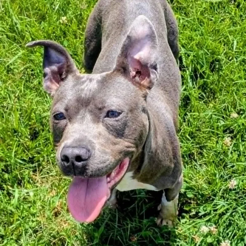 An adult medium-sized female Gray / Blue / Silver Mixed Breed dog named Effie for adoption in Jeffersonville, IN