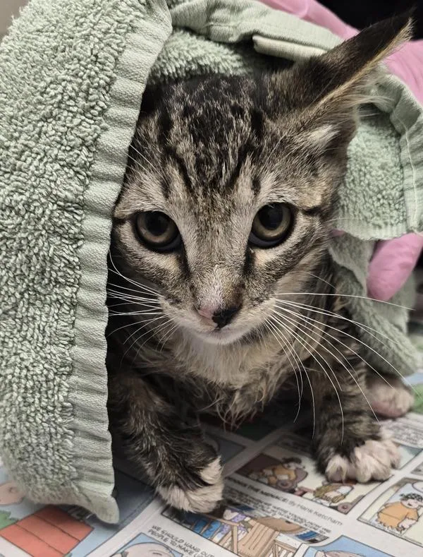 A baby small-sized male Domestic Short Hair cat named Jack for adoption in El Cajon, CA