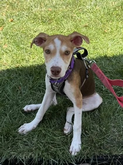A baby small-sized female Mixed Breed dog named Bao Bao for adoption in Washington, DC