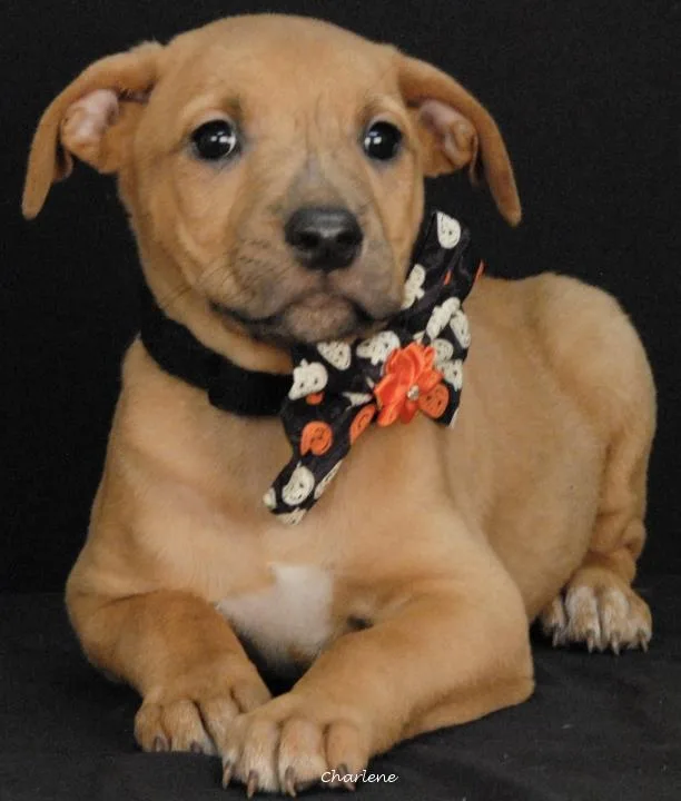 A baby medium-sized female Boxer dog named Wanda for adoption in Newland, NC