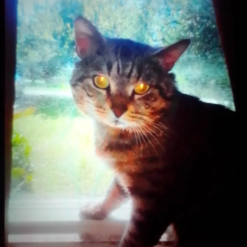 An adult small-sized male Brown / Chocolate Domestic Short Hair cat named Patches for adoption in Lynchburg, VA