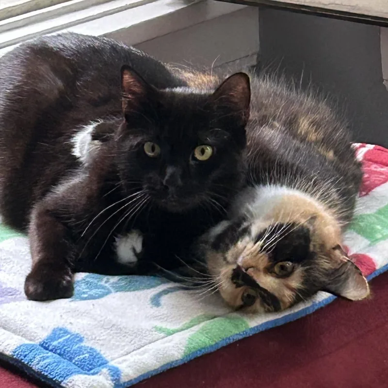 An adult medium-sized female Black Domestic Short Hair cat named Shine for adoption in Evanston, IL