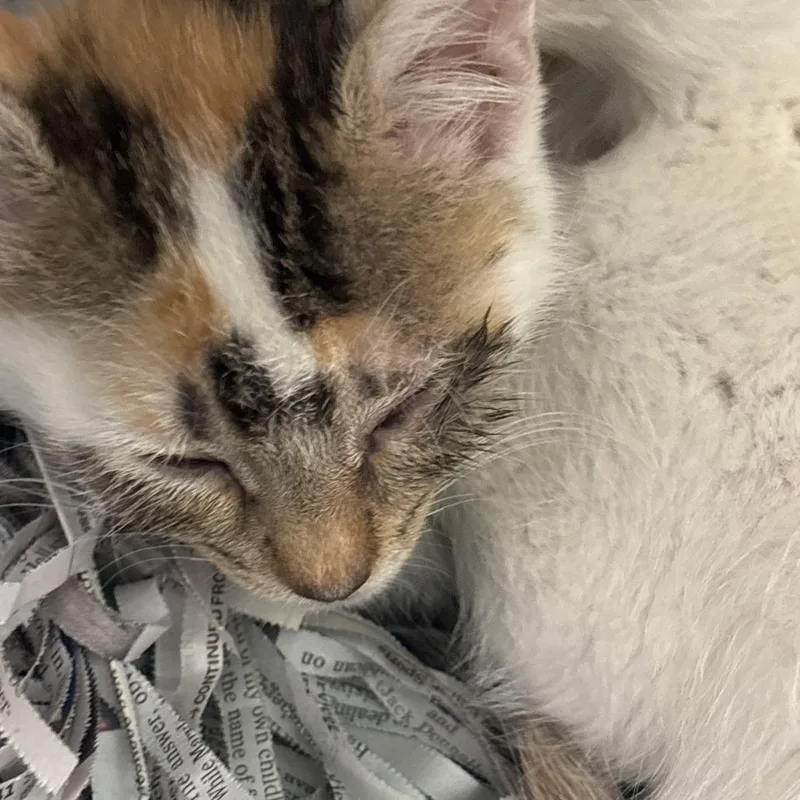 A baby small-sized female Black Domestic Short Hair cat named Sprinkles for adoption in Philadelphia, PA