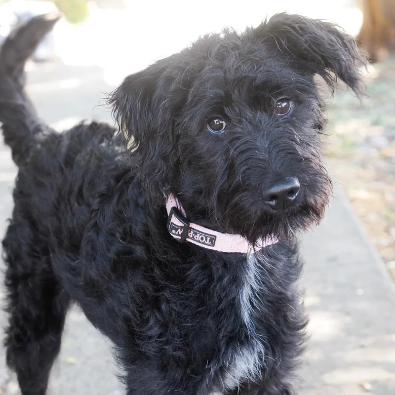 A young medium-sized female Black Poodle dog named Daffodil for adoption in Point Richmond, CA