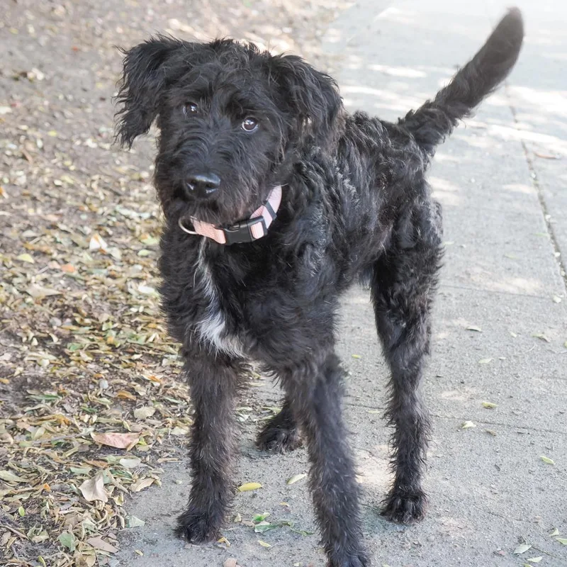 Daffodil thumbnail 2