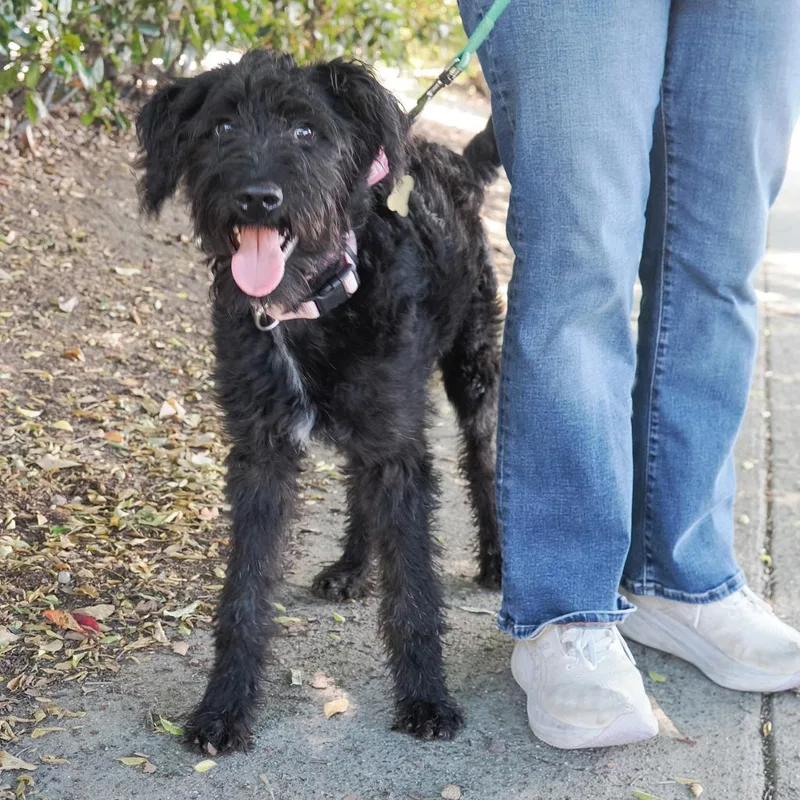 Daffodil thumbnail 3