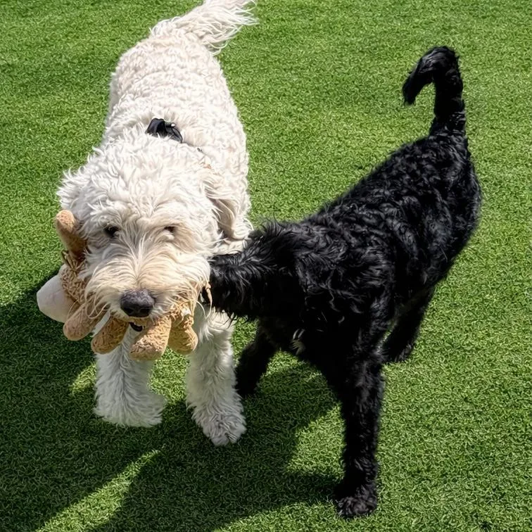 Daffodil thumbnail 4